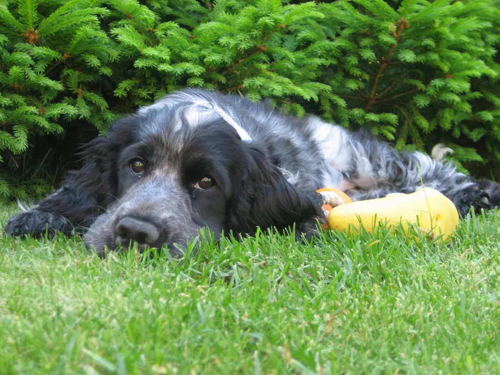 Condolence image of Gerda mit Bonita tief im Herzen