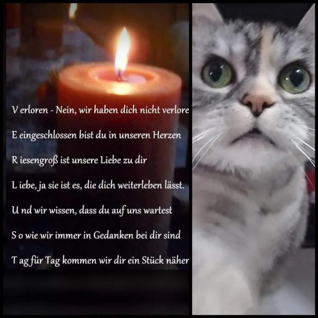 Condolence image of Silke mit Mia im Herzen ♥️