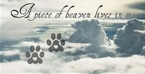 Condolence image of Für  Balu 