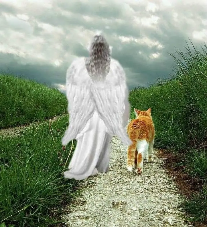 Condolence image of Für Ina und Balu