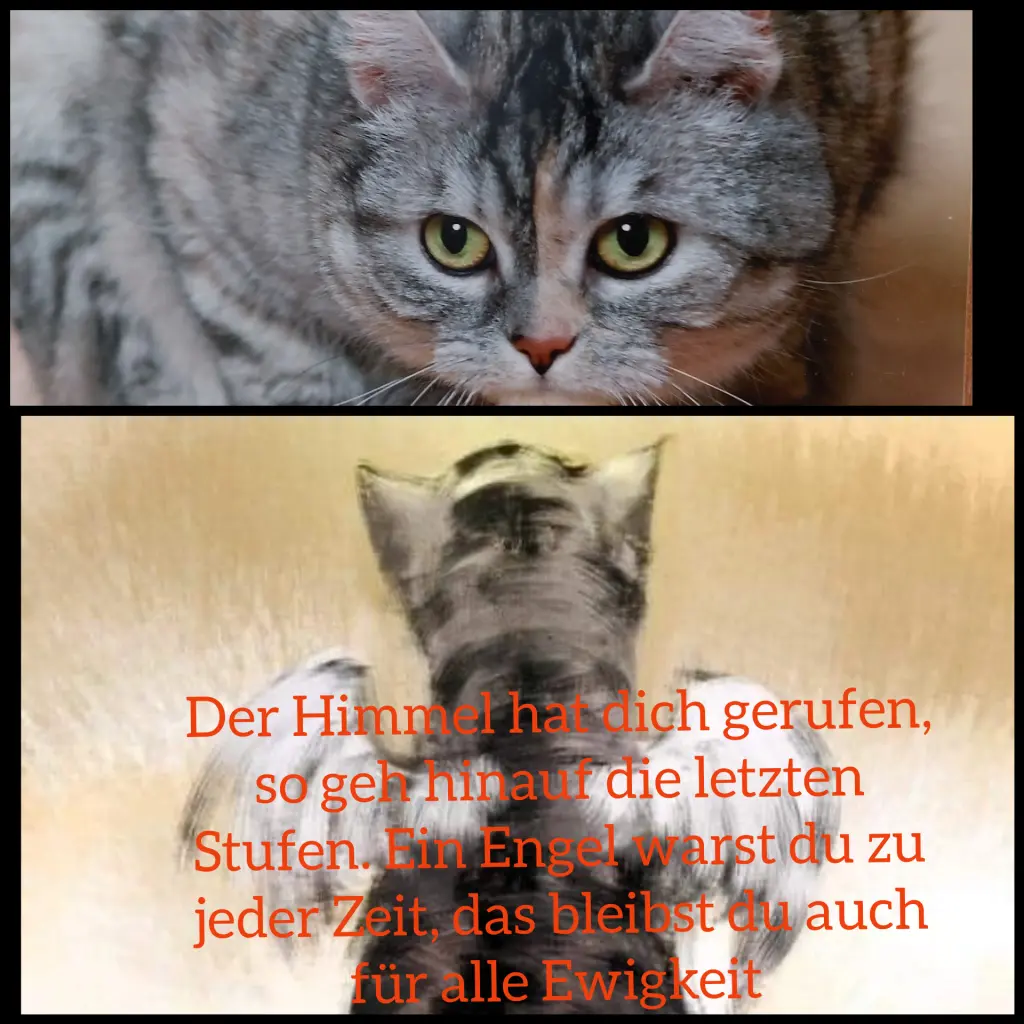 Condolence image of Für Ina und Balu