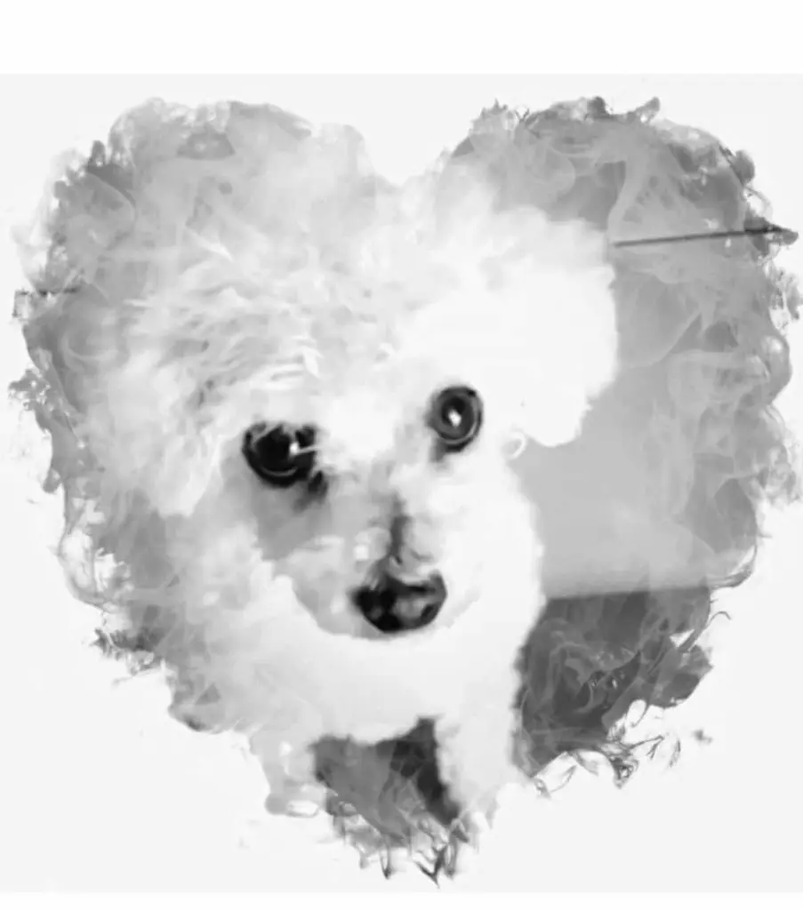 Condolence image of Gaby mit Snowy ❤️