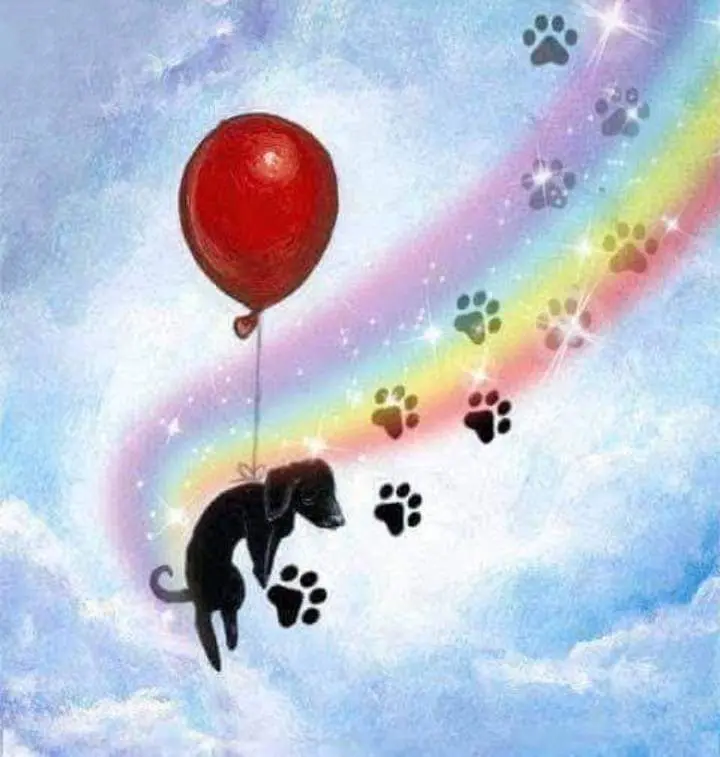 Condolence image of Sabine mit Luna & Milo tief im Herzen 