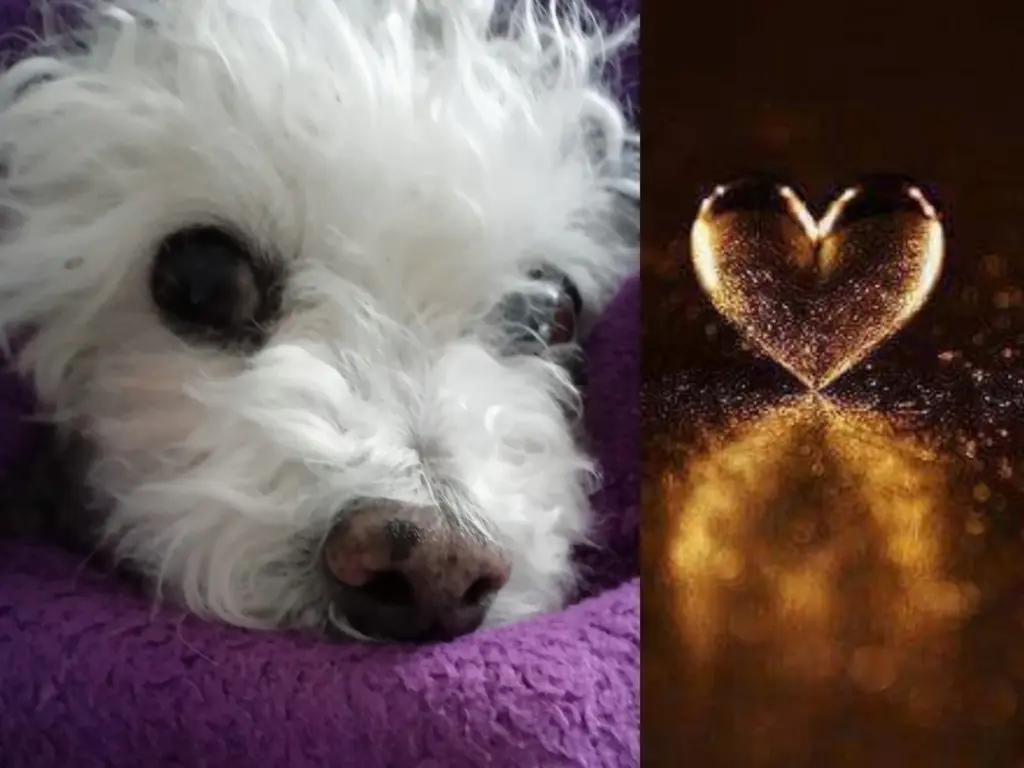 Condolence image of Von Snowy ❤️