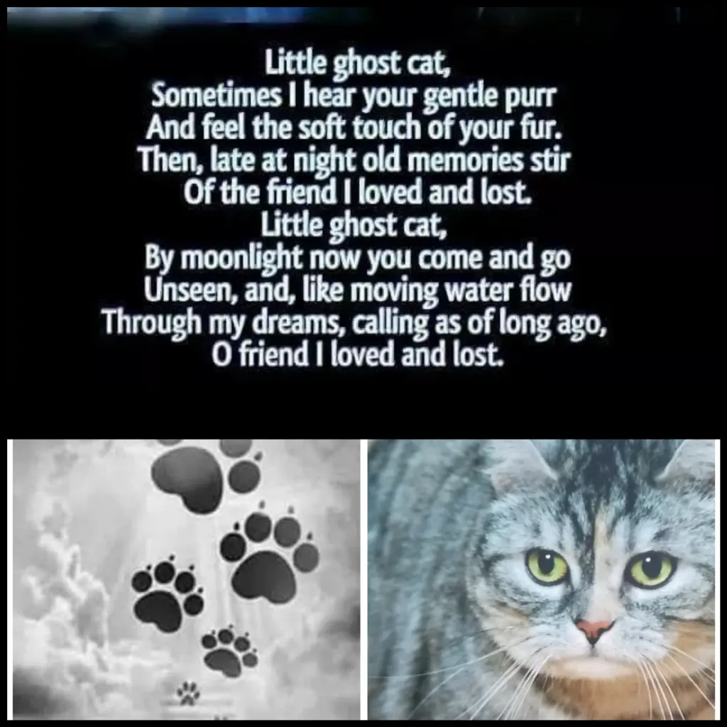 Condolence image of Silke mit Mia im Herzen♥️