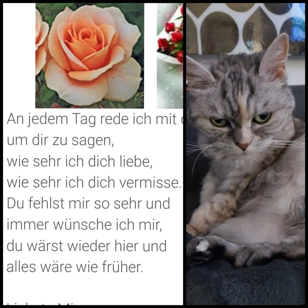 Condolence image of Für Balu♥️