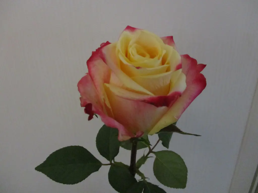 Condolence image of Gerda mit Bonita im Herzen