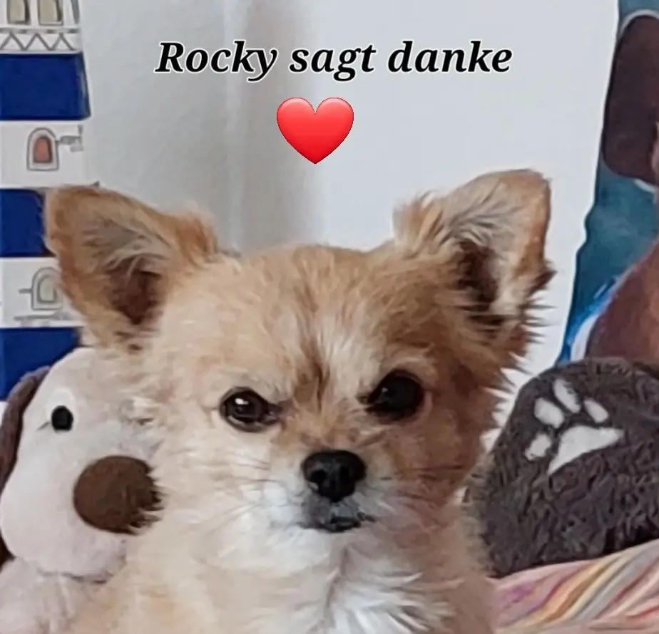 Condolence image of Jutta mit Purzel tief im Herzen  ✟ 08.05.2016 