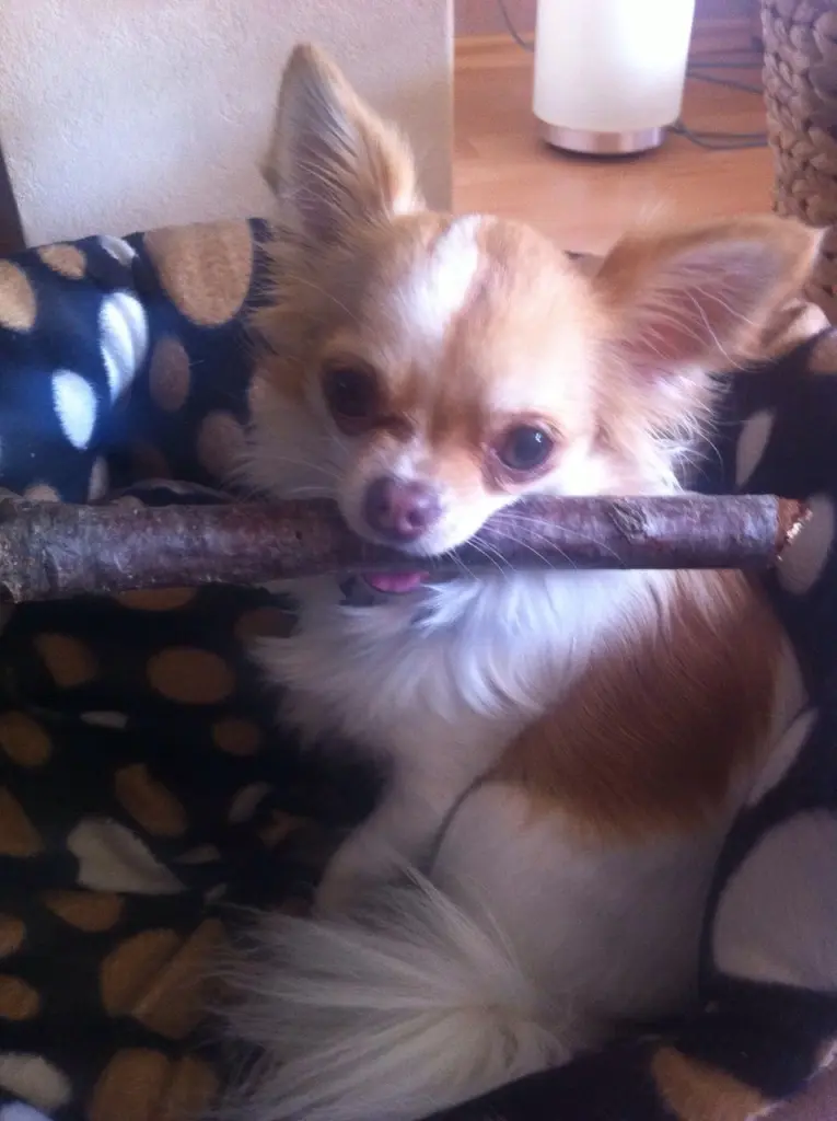 Condolence image of Für Ina und Balu