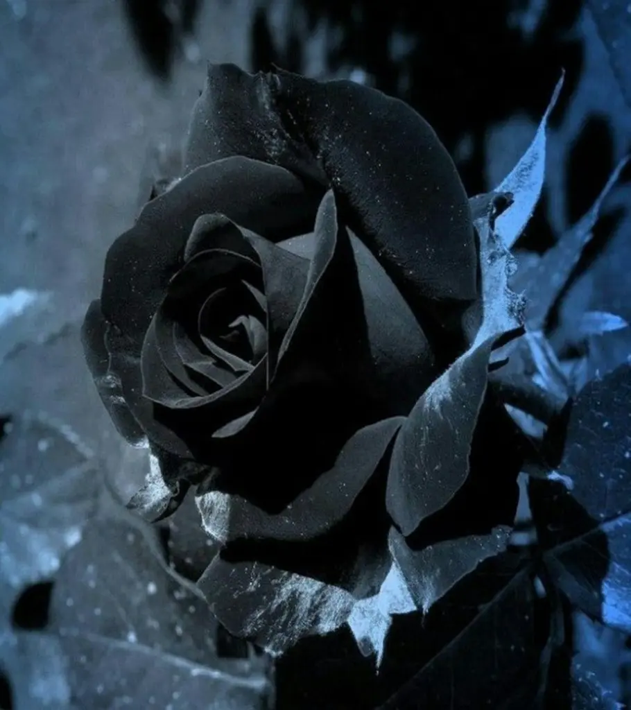 Condolence image of Für Balu