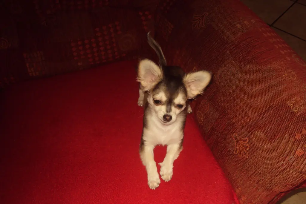 Condolence image of Für Balu