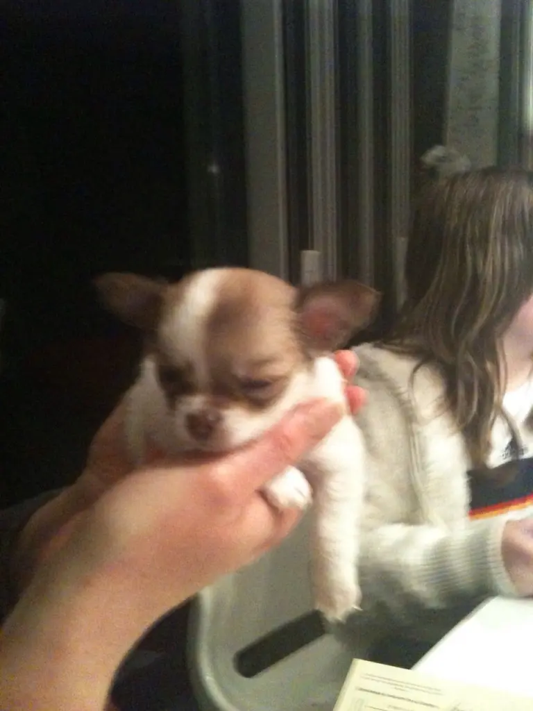 Condolence image of Für Balu und Ina