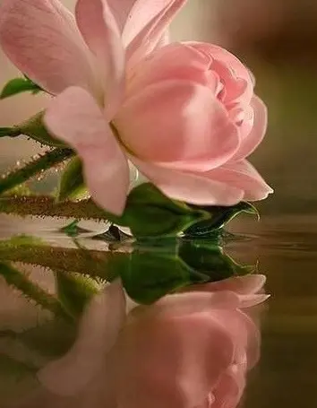 Condolence image of Für Ina mit Balu ♥️