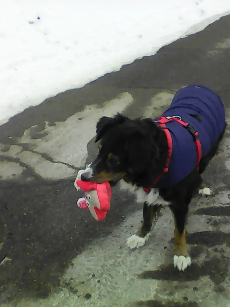 Condolence image of Renate mit Artax"Bubele" tief im Herzen