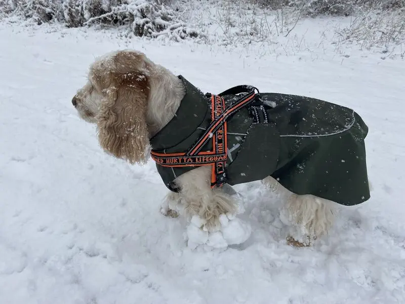 Condolence image of Gerda mit Bonita tief im Herzen