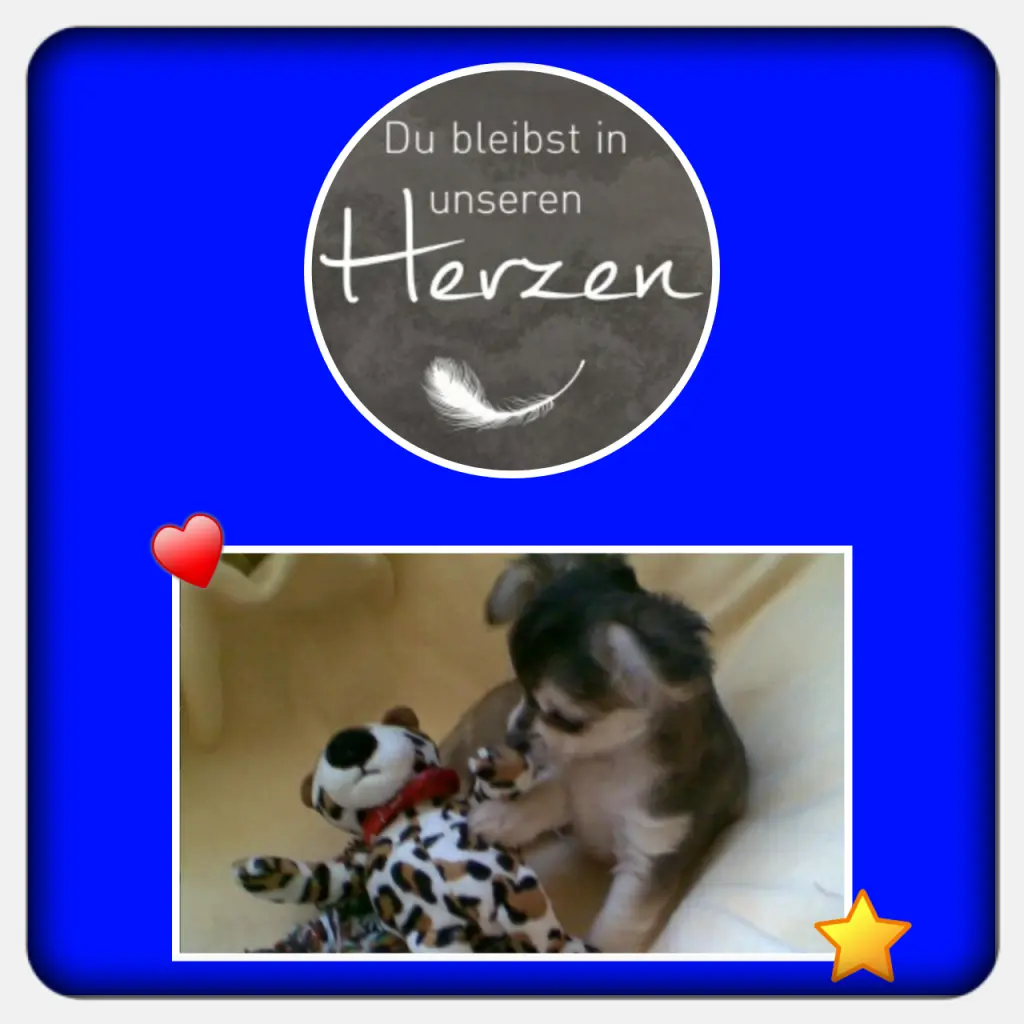 Condolence image of Martina mit Seelenhund Samy ♥️