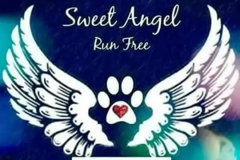 Condolence image of Martina mit Seelenhund Samy ♥️