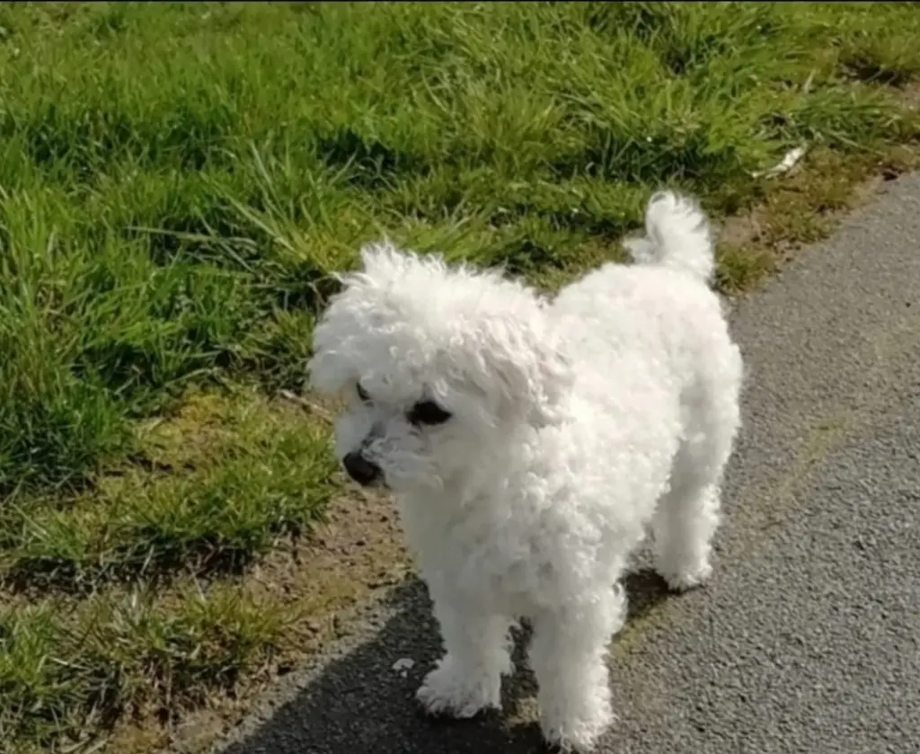 Condolence image of Snowy 