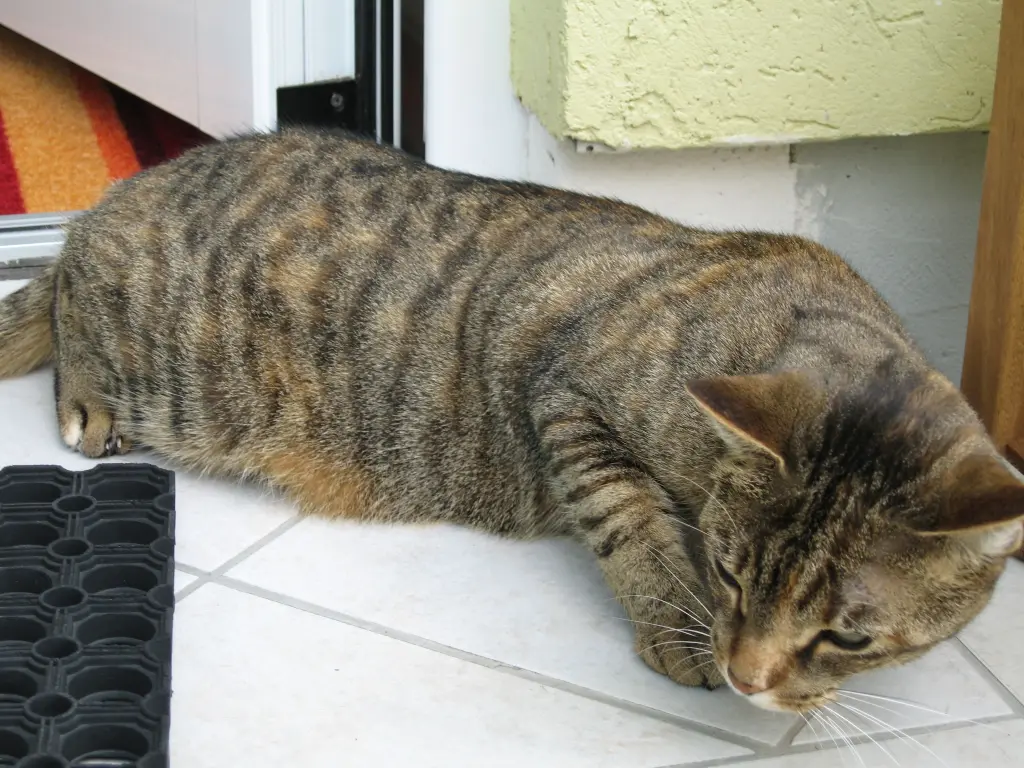 Condolence image of Elisabeth mit Marple, Christie und Arafat im ♥