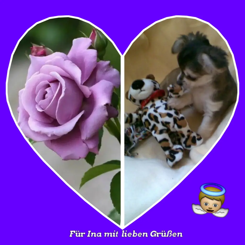 Condolence image of Martina mit Samy ♥️⭐♥️ für immer im Herzen 