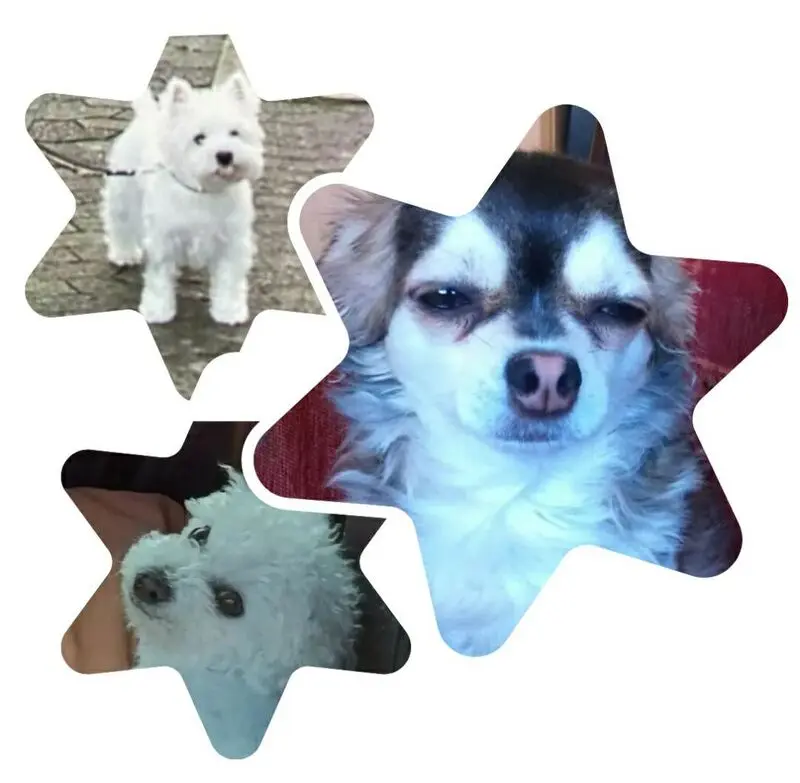 Condolence image of Snowy ❤️