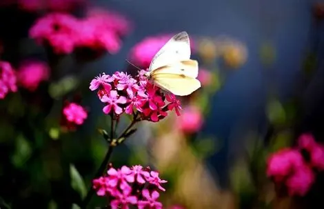 Condolence image of Gaby mit Snowy ❤️