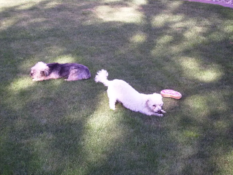 Condolence image of Gaby mit Snowy ❤️