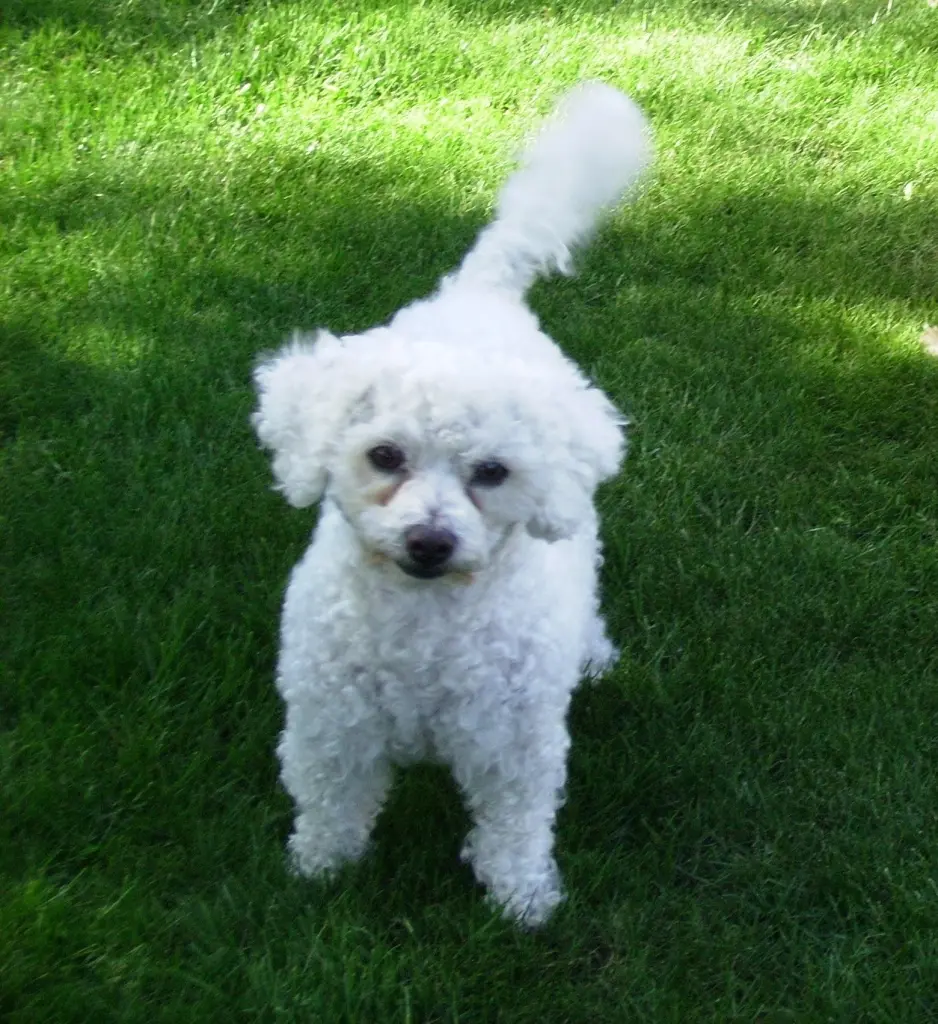 Condolence image of Gaby mit Snowy ❤️