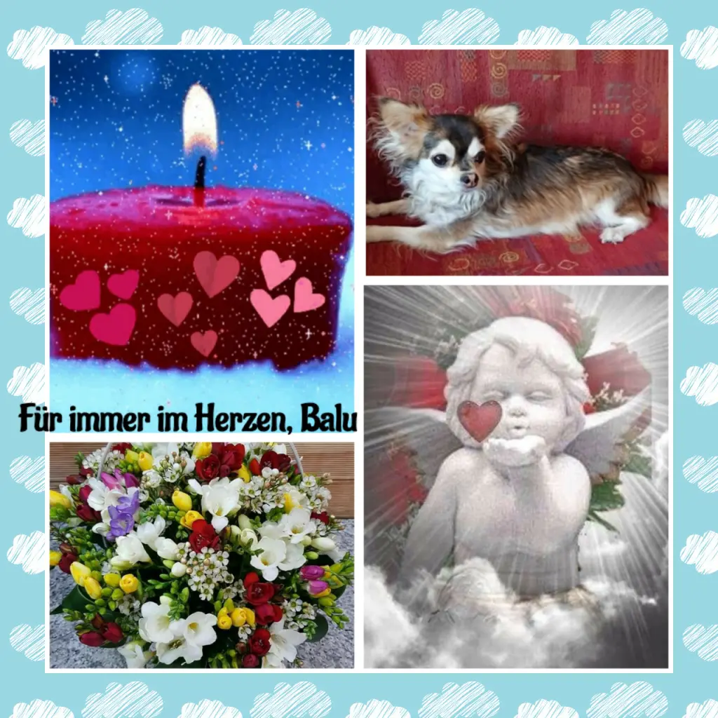 Condolence image of Martina mit Seelenhund Samy ♥️⭐♥️ für immer im Herzen 