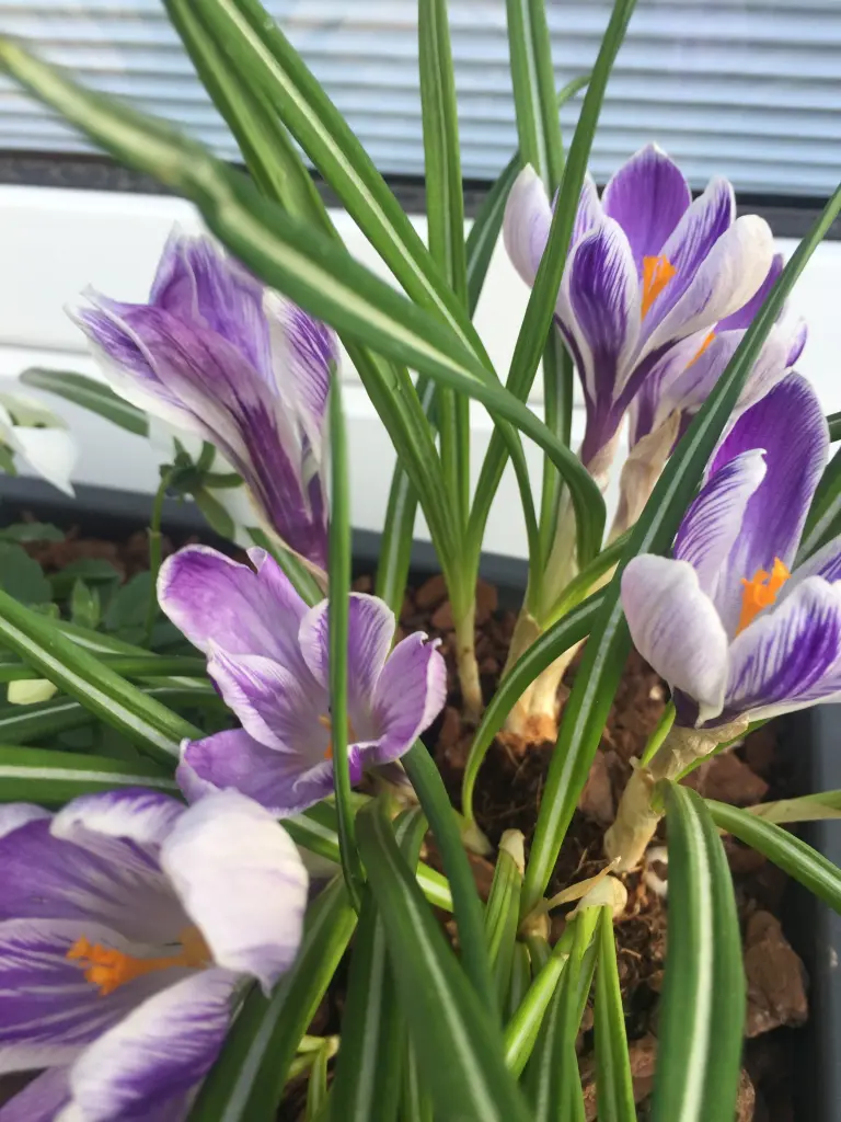 Condolence image of Für Balu und Ina 