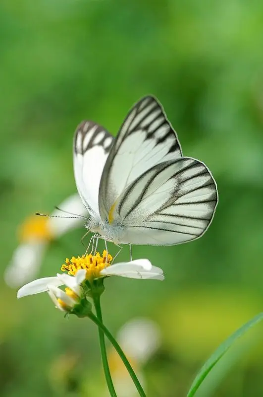 Condolence image of Martina mit Seelenhund Samy ♥️⭐♥️