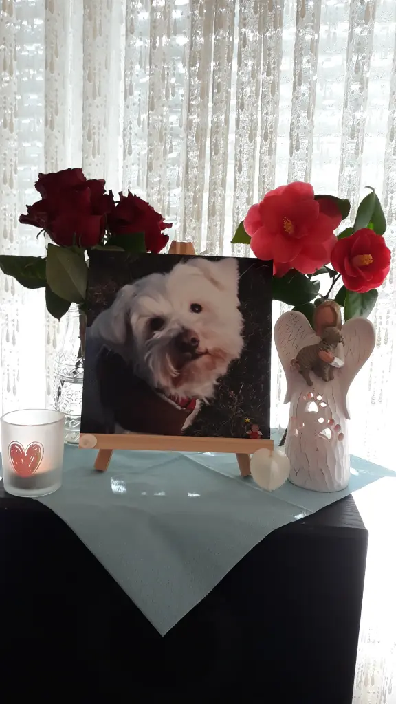 Condolence image of Martina mit Seelenhund Samy ♥️⭐♥️