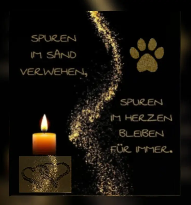 Condolence image of Martina mit Seelenhund Samy ♥️⭐♥️ für immer im Herzen 