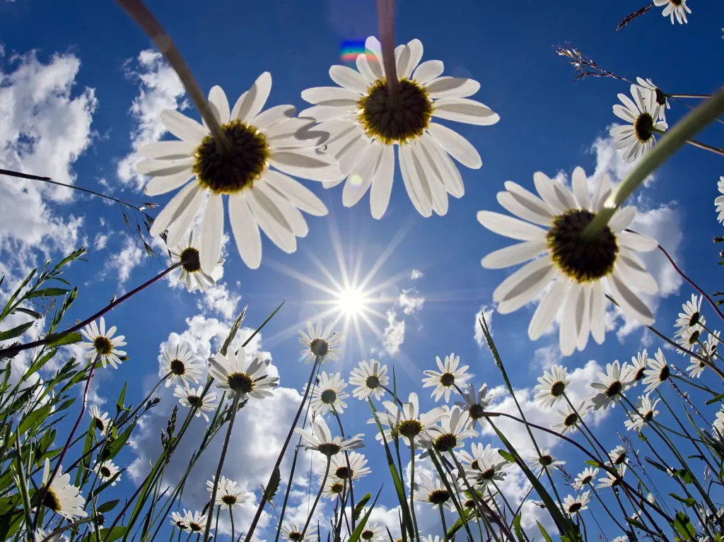 Condolence image of Unbekannt