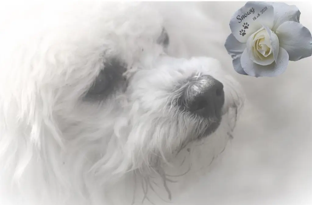 Condolence image of Unbekannt