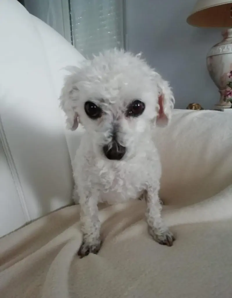 Condolence image of Snowy ❤️