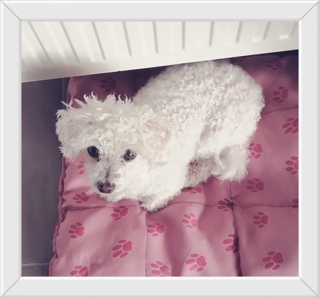 Condolence image of Snowy ❤️