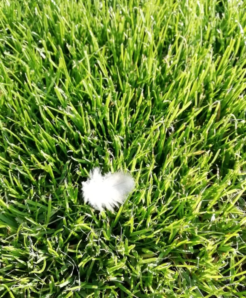 Condolence image of Gaby mit Snowy im Herzen 