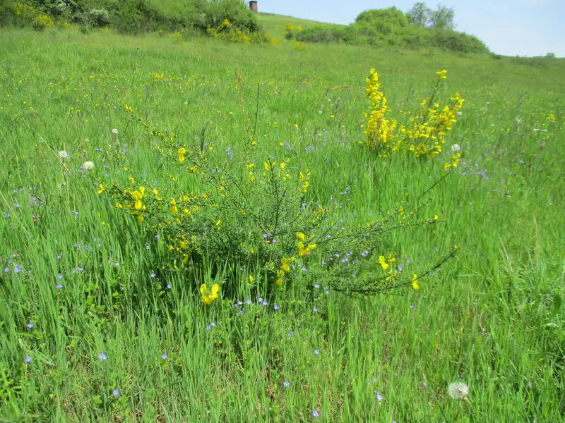 Condolence image of Gerda