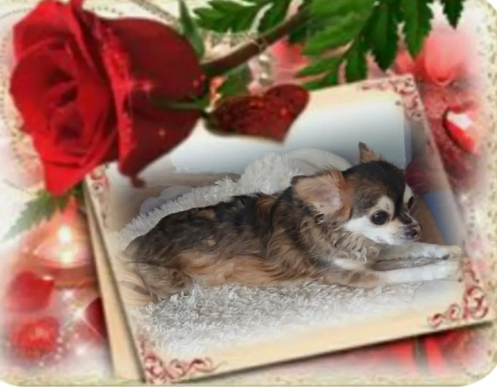 Condolence image of Ewa & Krzysztof mit Jacki tief im Herzen ❤