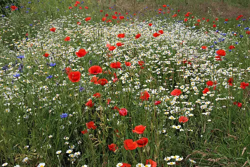 Condolence image of Ina