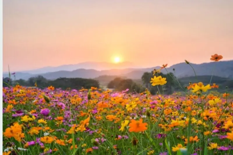 Condolence image of Schönen ❤️Pfingstsonntag ♥️