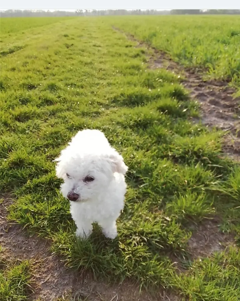 Condolence image of Snowy ❤️