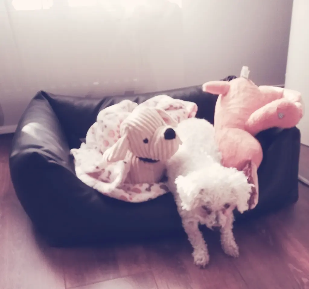 Condolence image of Snowy ❤️