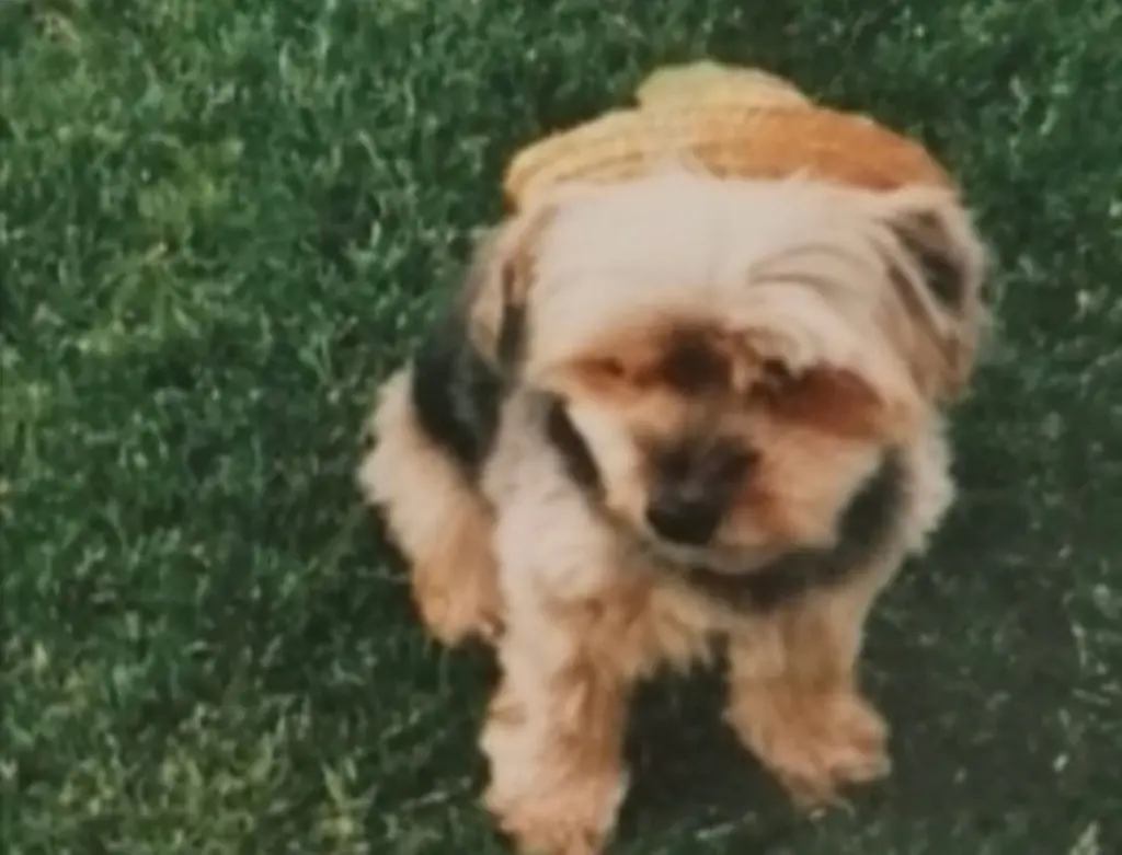 Condolence image of Buffy ❤️