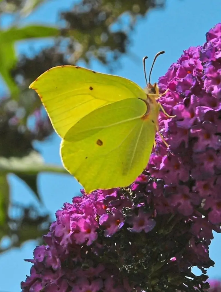 Condolence image of ❤️ Sonnige Grüße ❤️