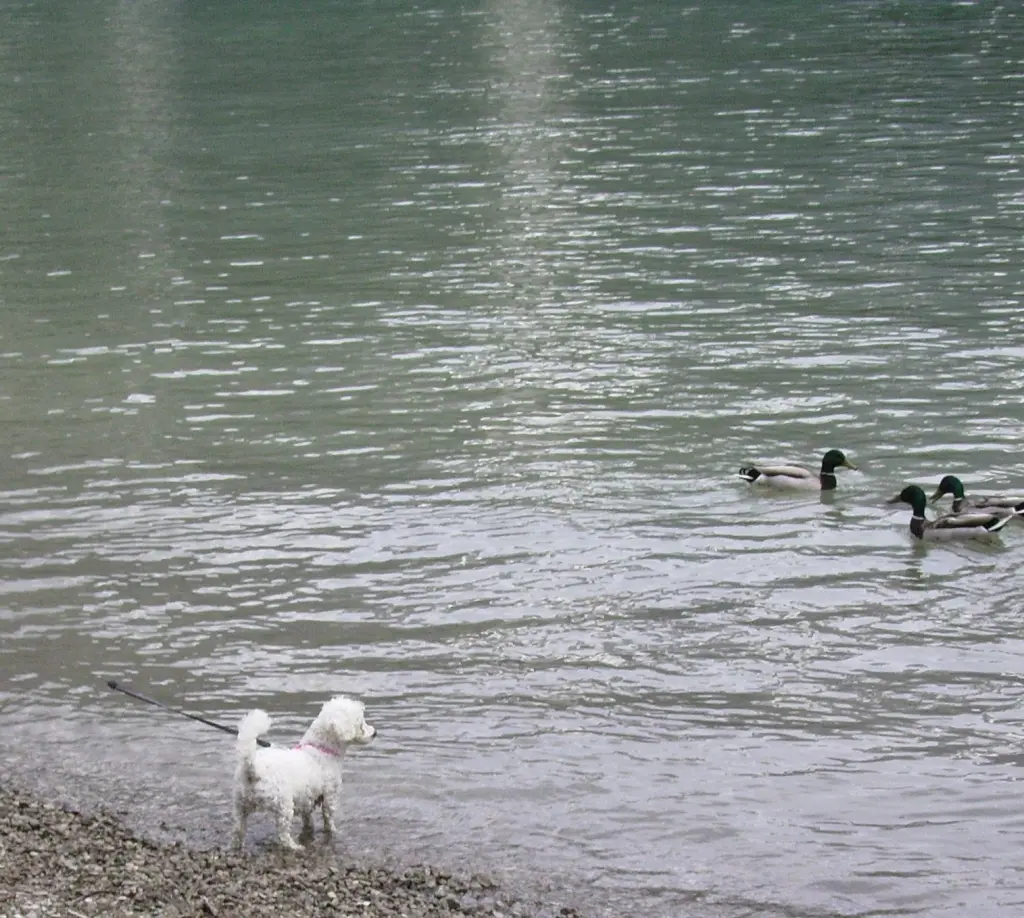 Condolence image of Snowy ❤️