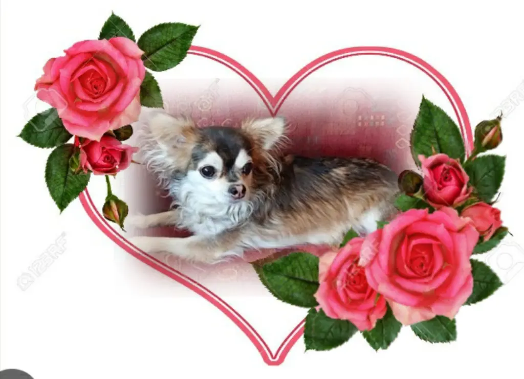 Condolence image of Geliebt❤ und unvergessen❤