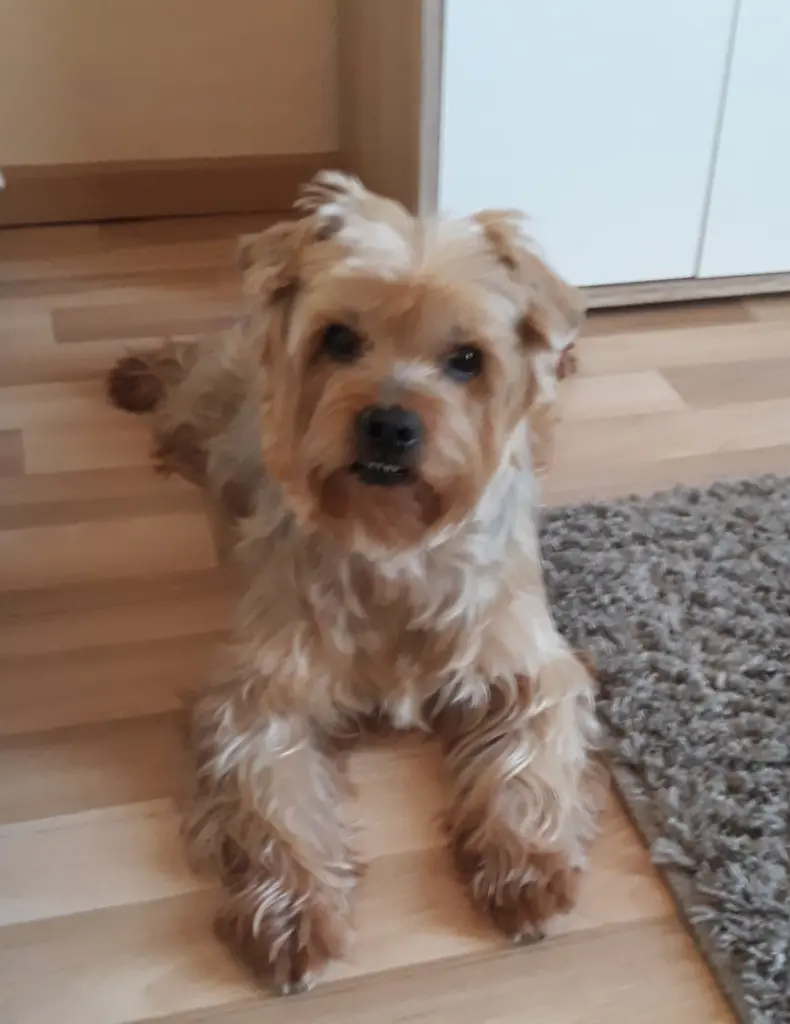 Condolence image of ❤DANKESCHÖN❤