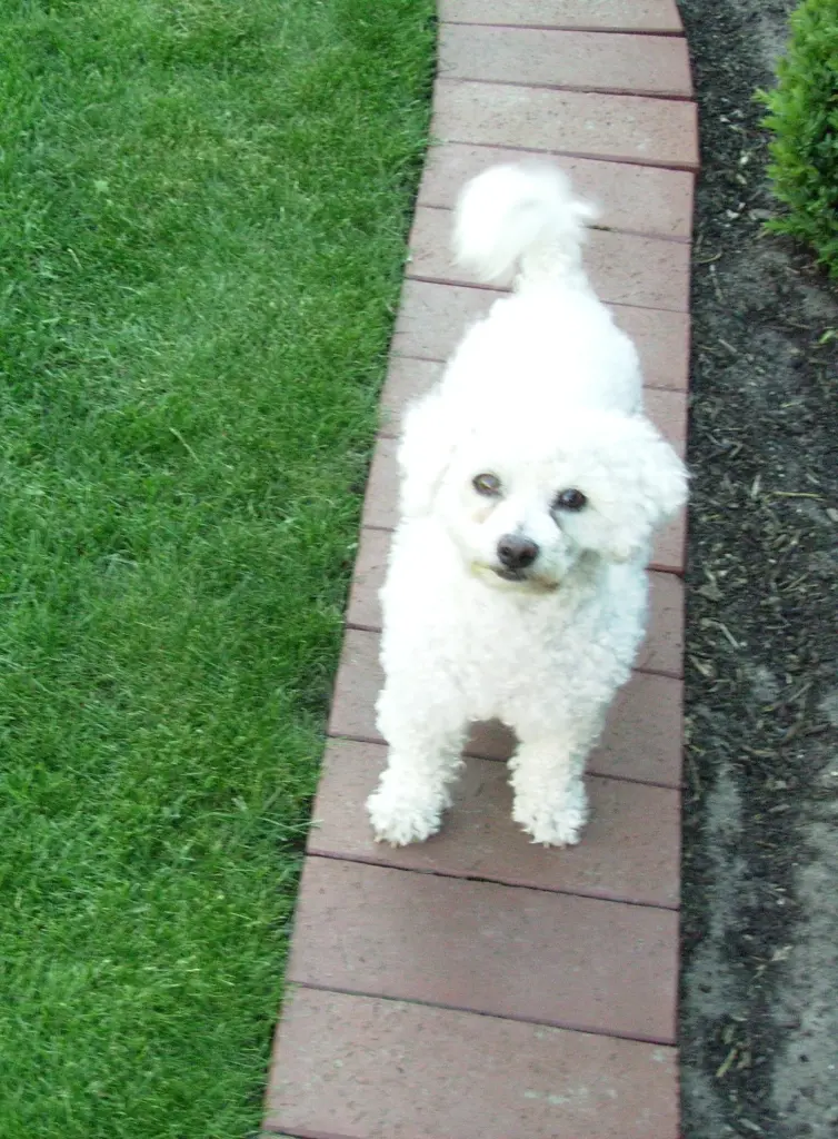 Condolence image of Snowy ❤️